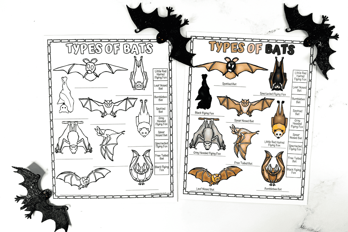 15 Free Printable Bat Worksheets For Kids