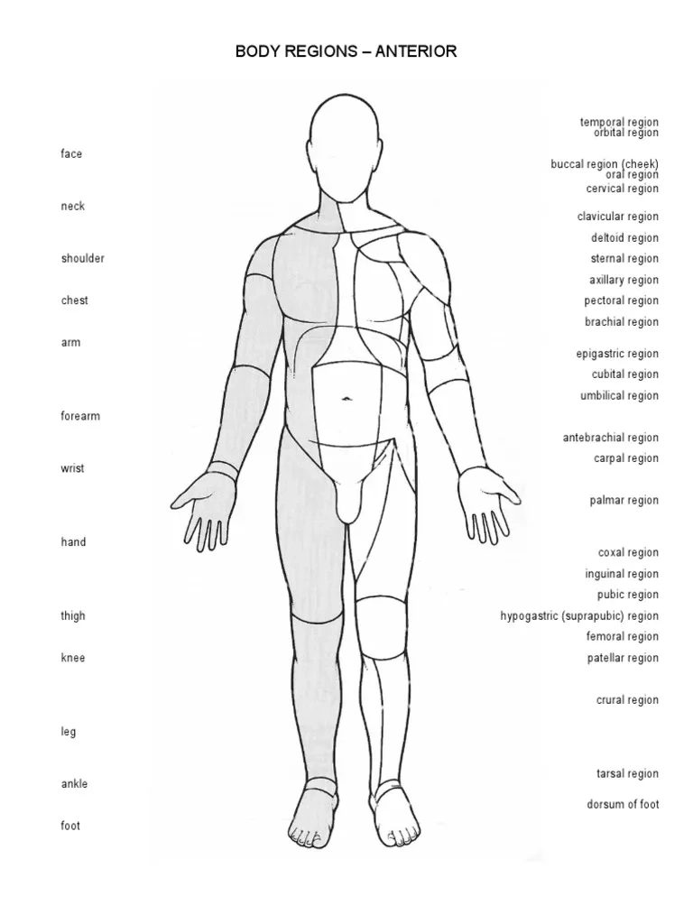 Anatomy Anterior amp Posterior Regions PDF Joints Animal Anatomy