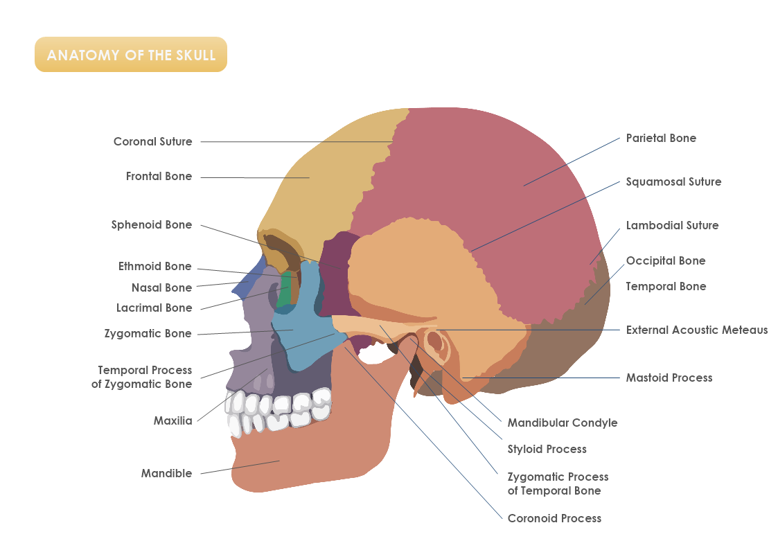 Anatomy Of The Skull Template MyDraw Worksheets Library