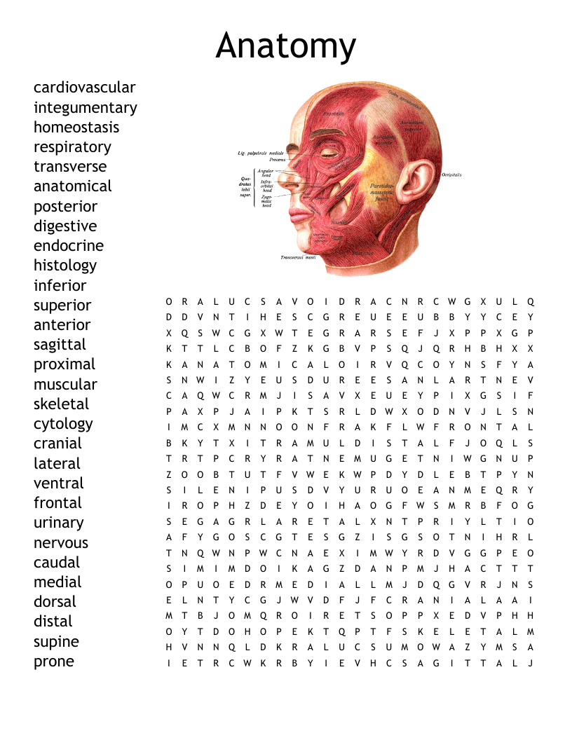 Printable Crossword Puzzles For Anatomy