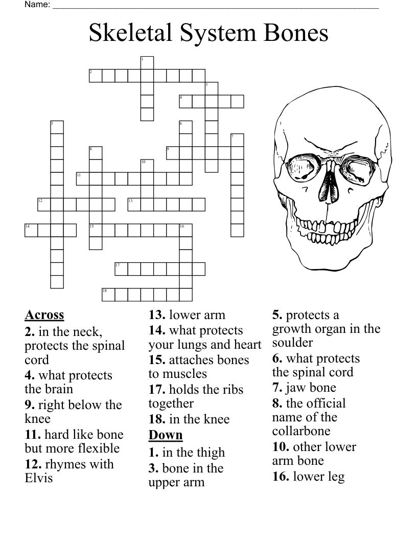 Free Printable Skeleton Crossword Puzzles