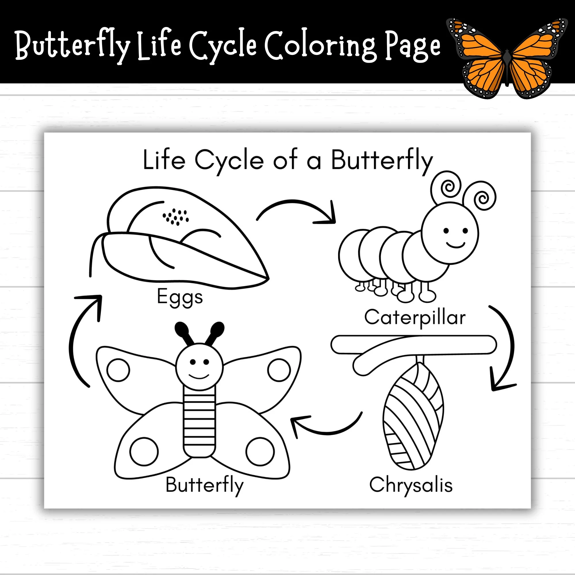 Buy Butterfly Life Cycle Coloring Page Printable Life Cycle Of A 