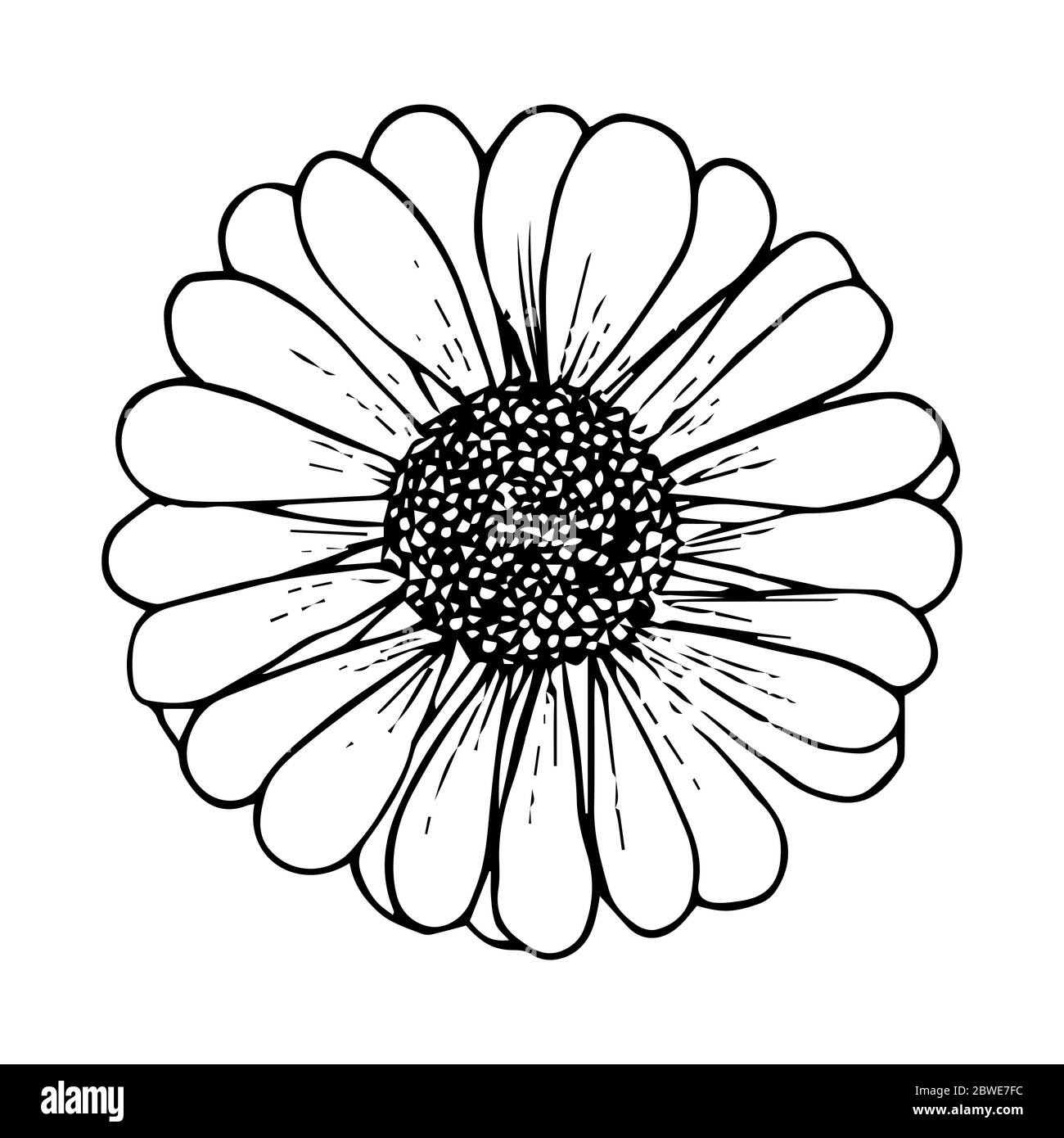 Printable Daisy Flower Vector Design