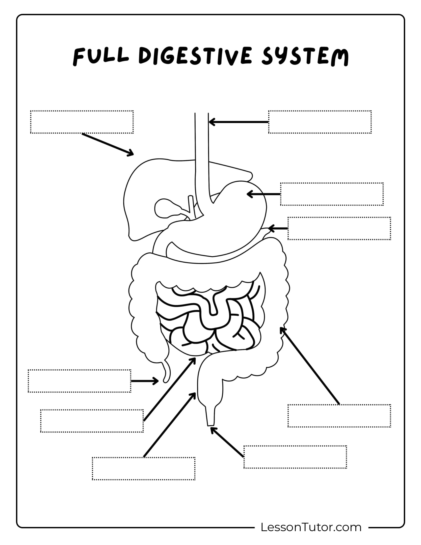 Printable Digestive System Worksheet