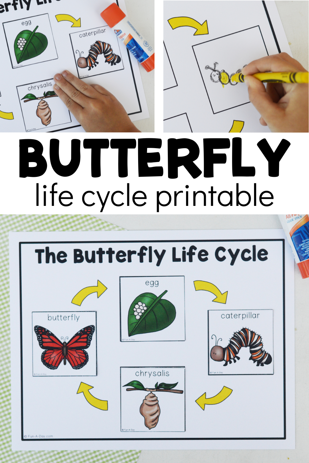 Printable Butterfly Cycle Worksheet