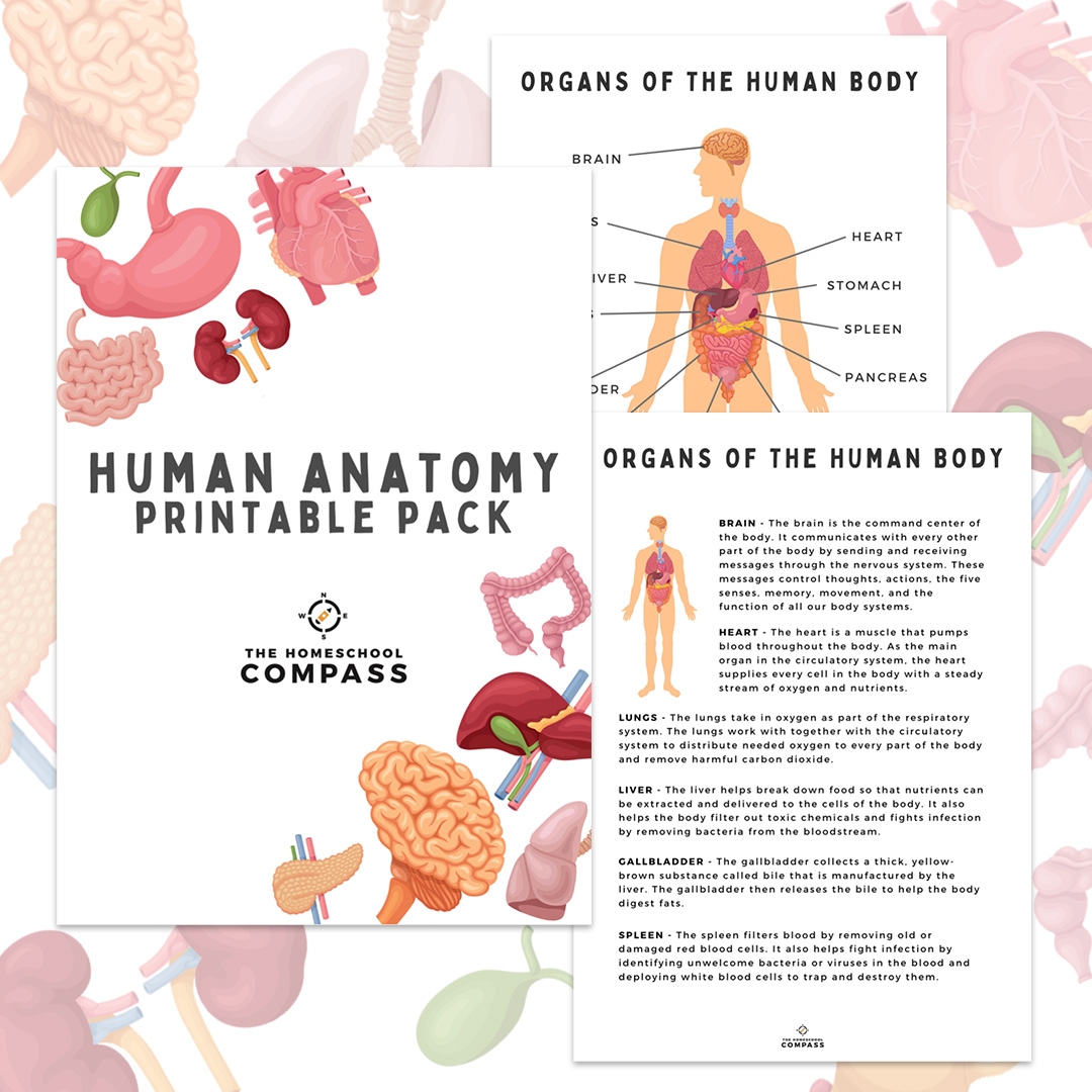Free Printable Human Body Systems Worksheets