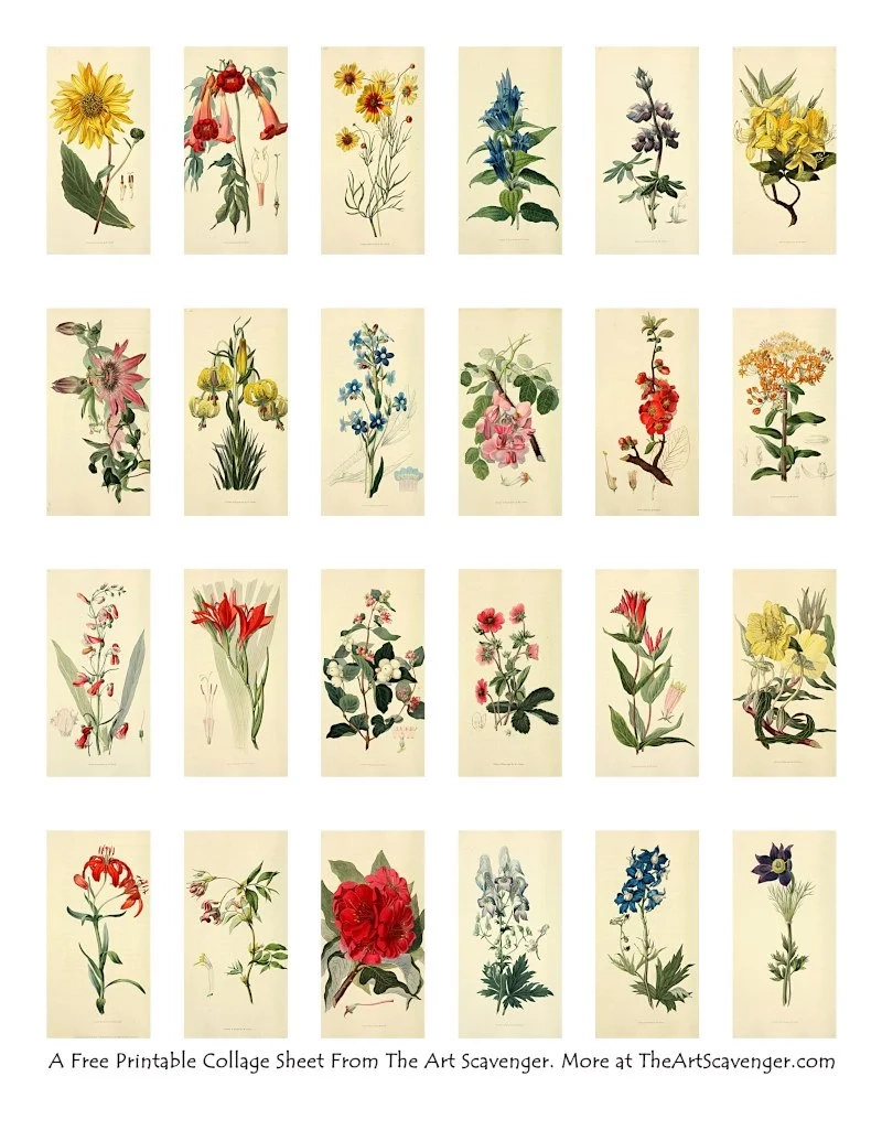 Free Vintage Flower Illustration Collage Sheet Printables The Art Scavenger