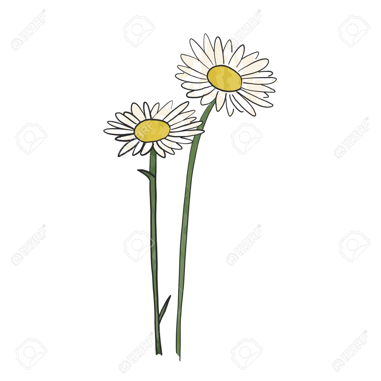 Hand Drawn Daisy Flower Vector Royalty Free SVG Cliparts Vectors And Stock Illustration Image 96071774 