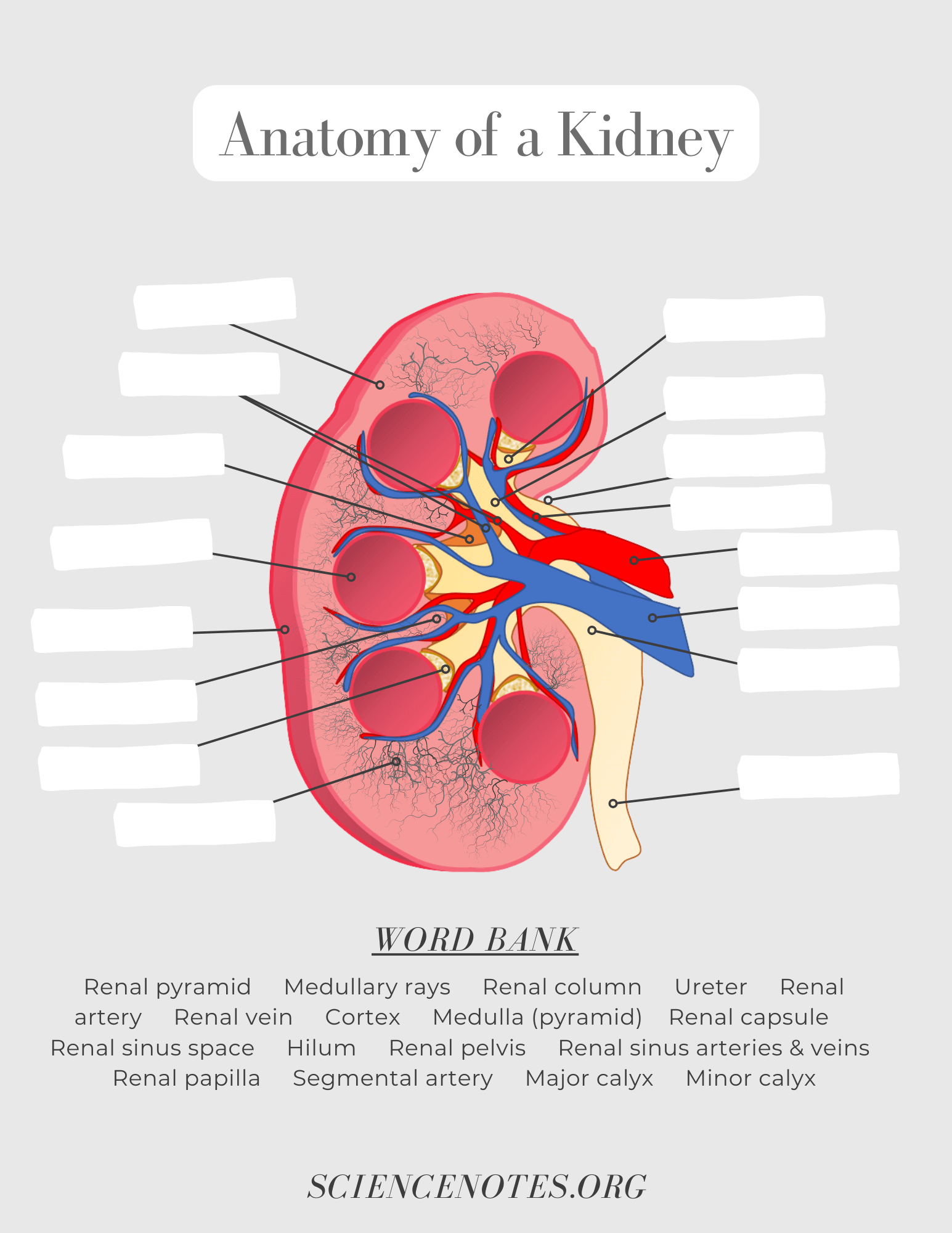 Anatomy And Physiology Printable Worksheets