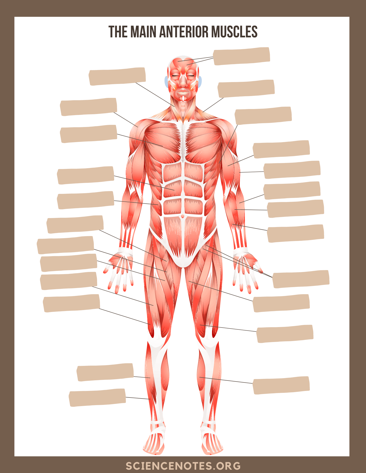 Free Printable Anatomy And Physiology Worksheets
