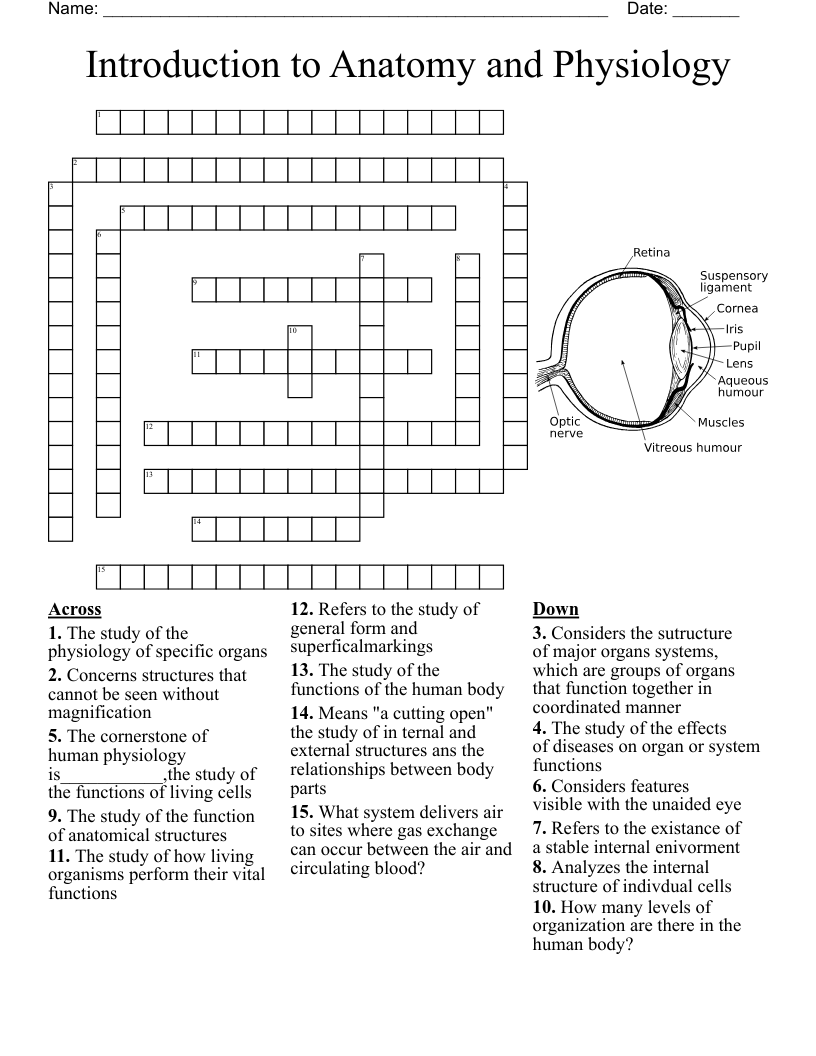 Free Printable Anatomy Crossword Puzzles
