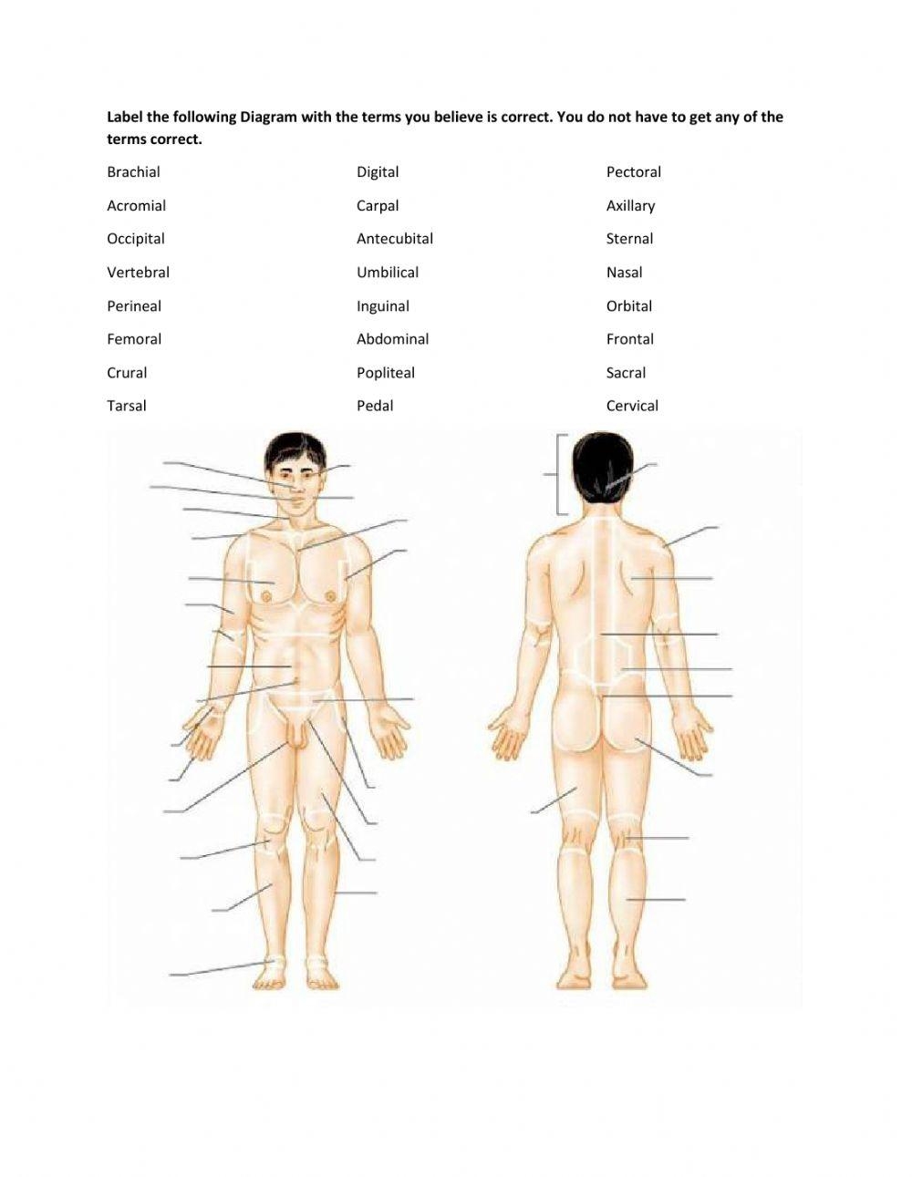 Printable Body Regions Labeling Worksheet