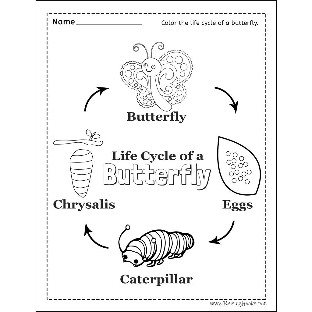 Free Printable Life Cycle Of A Butterfly Worksheet