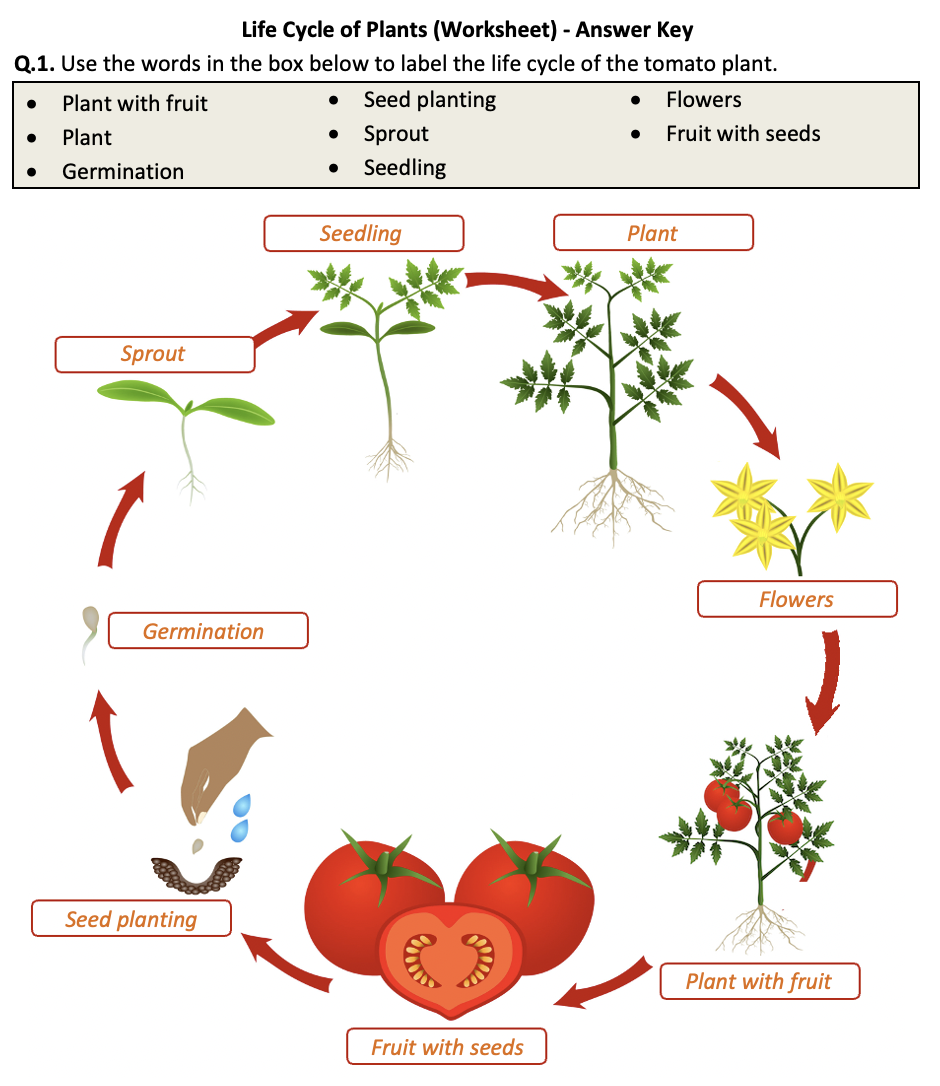 Life Cycle Of Plants Worksheet Printable And Distance Learning 