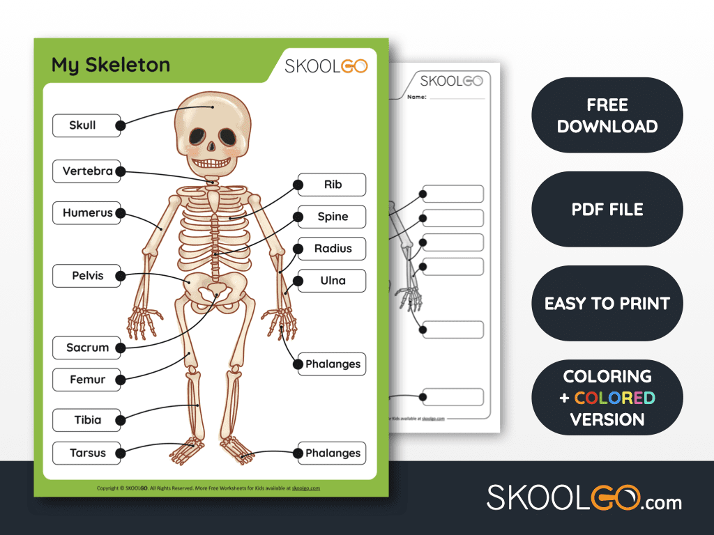 Human Skeleton Printable Worksheet