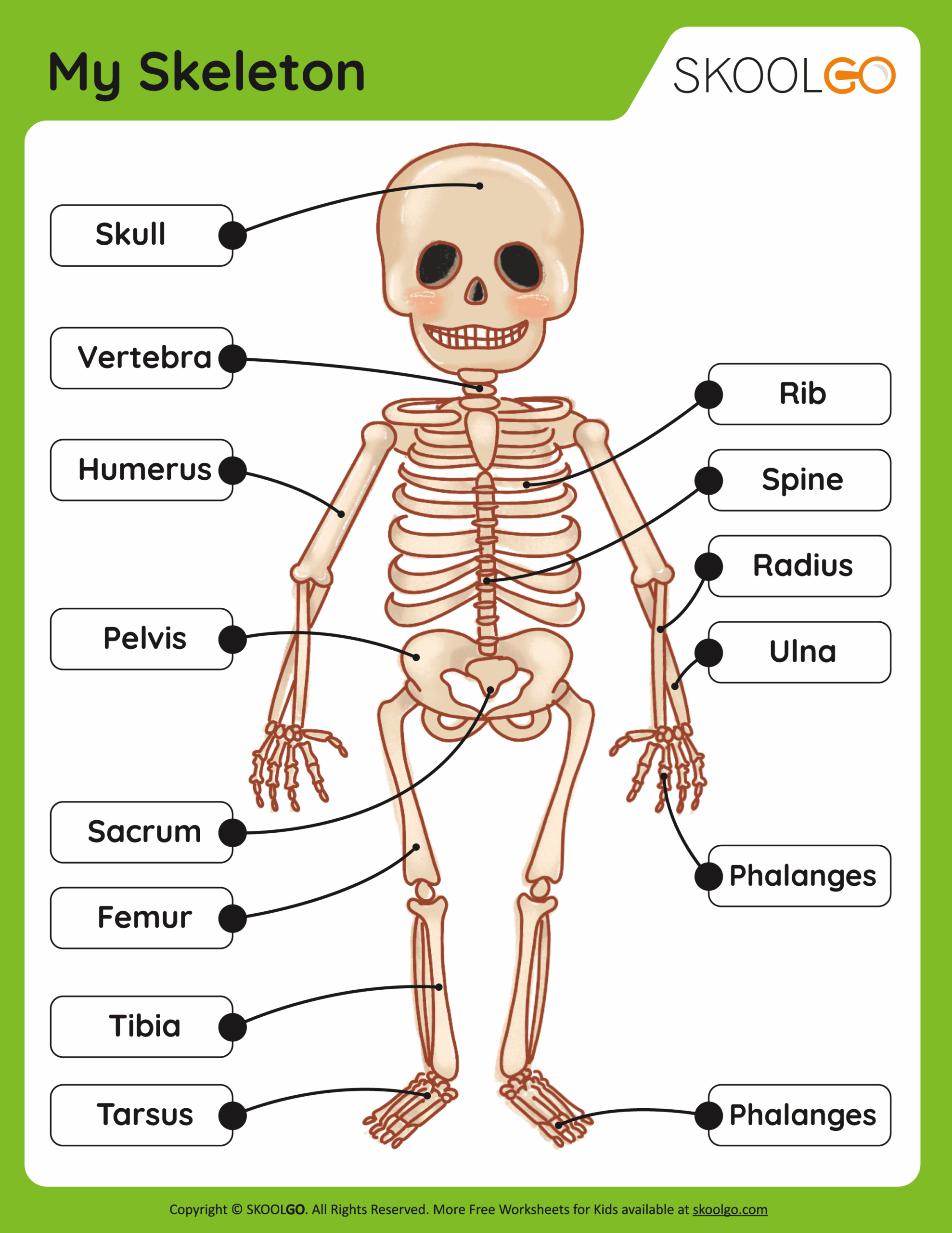 Printable Skeletal System Worksheet