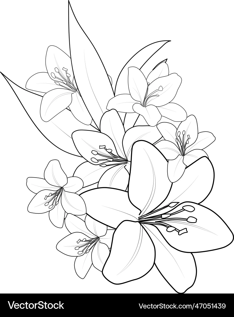 Outline Lily Tattoo Design Flower Coloring Page Vector Image