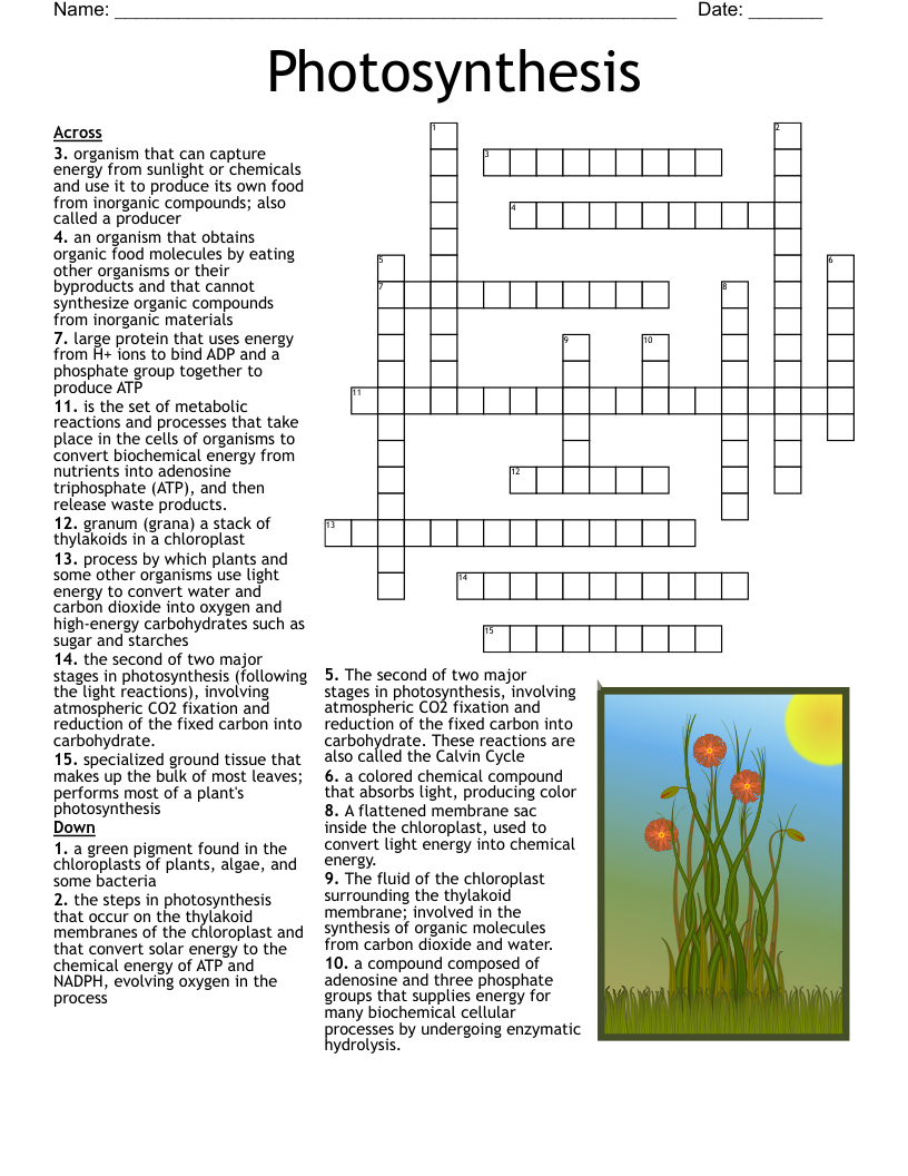 Photosynthesis Crossword WordMint
