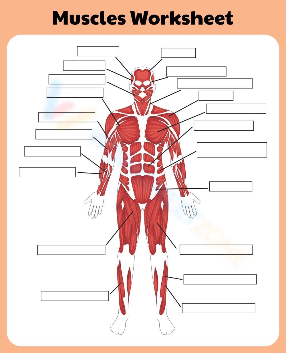 Printable Muscle Labeling Worksheet