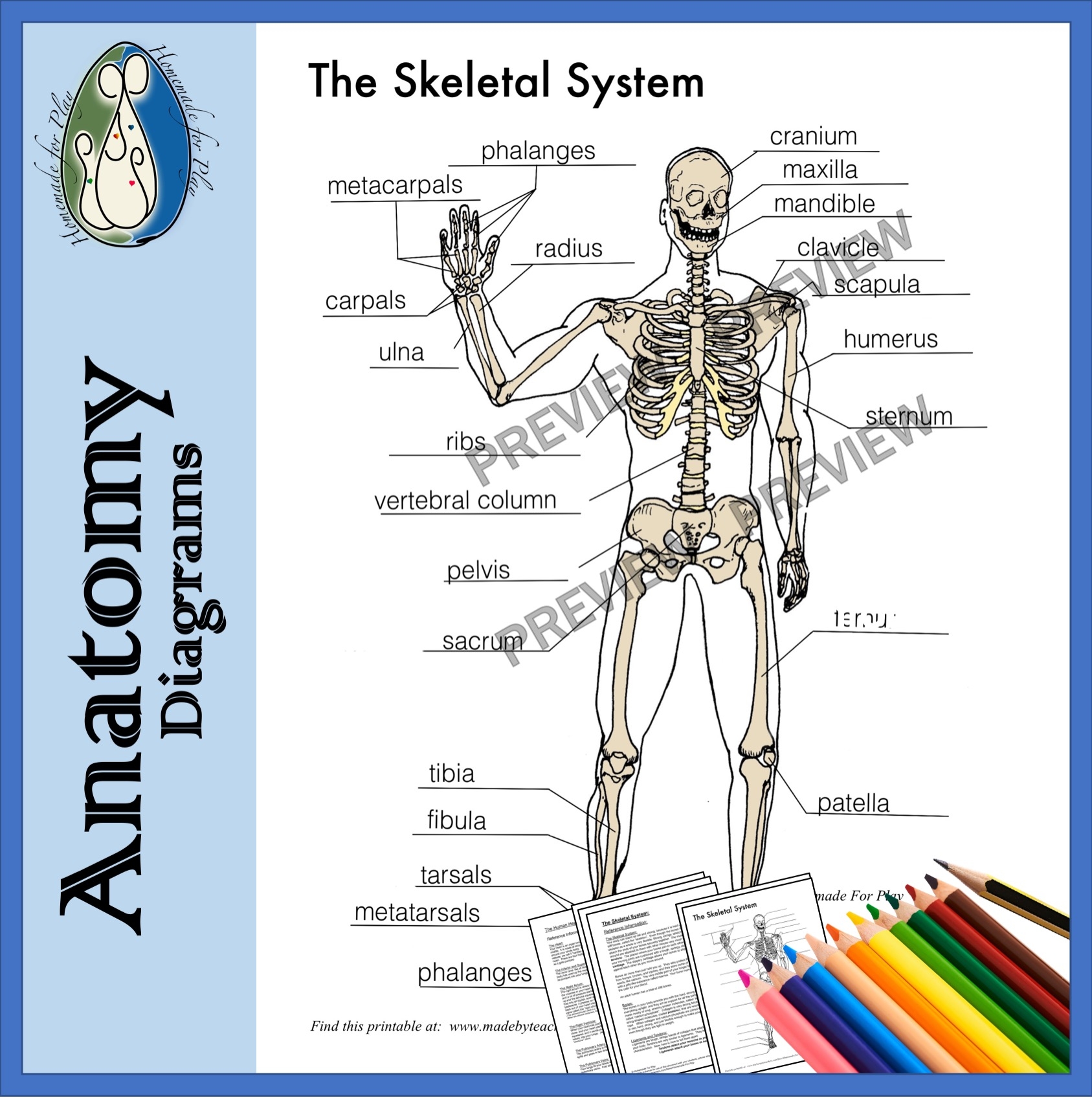 Printable Skeleton Labeling Worksheet