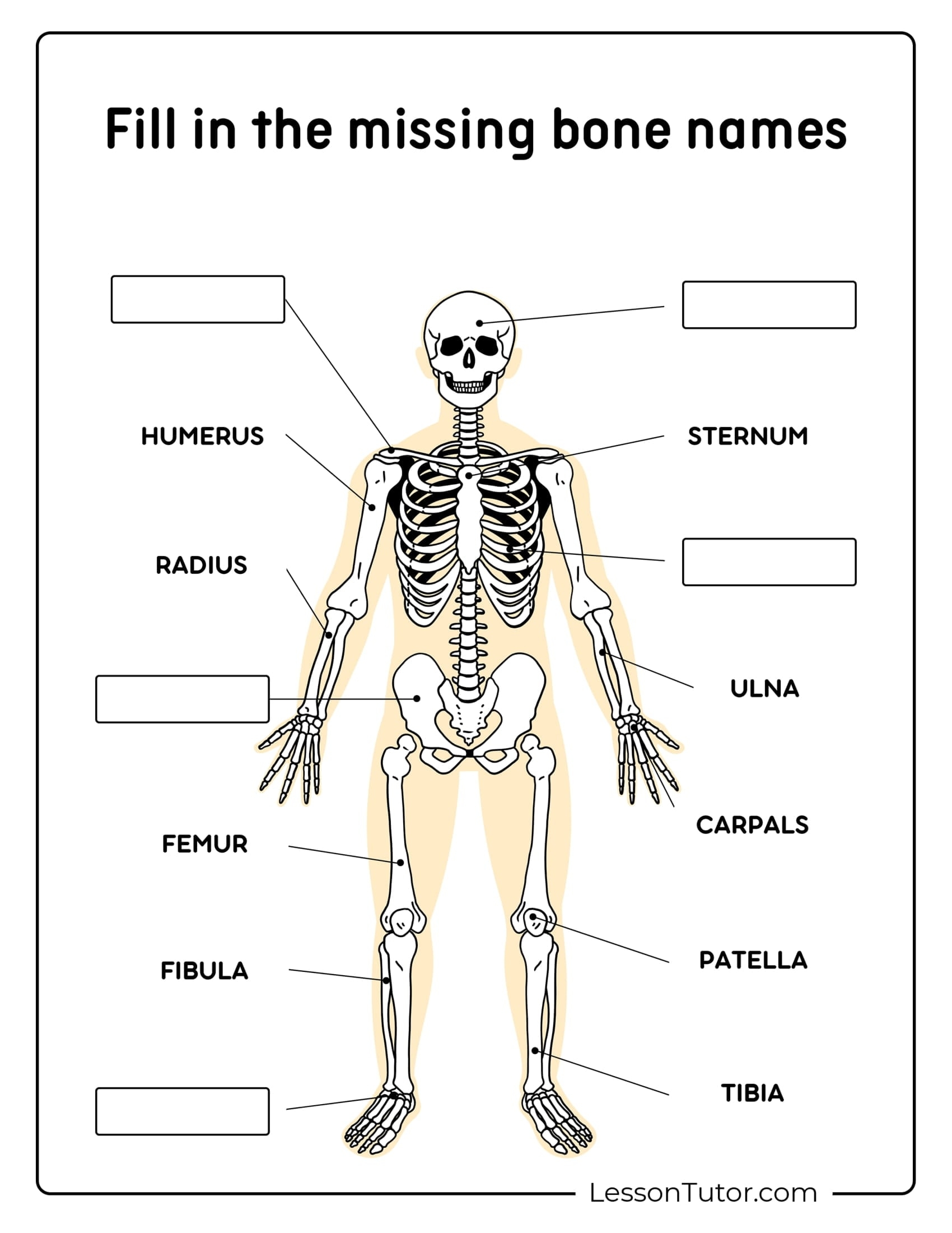 Skeleton Worksheet Printable