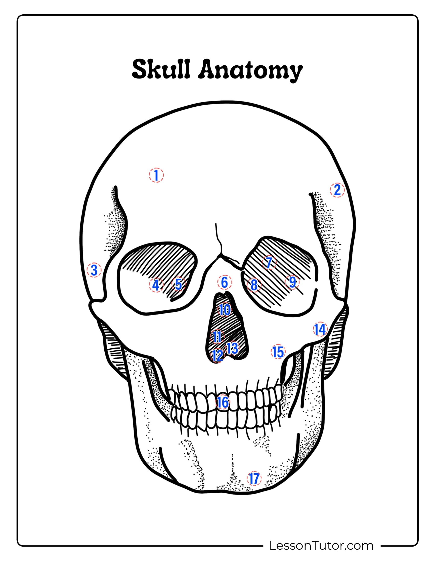Printable Skull Labeling Worksheet