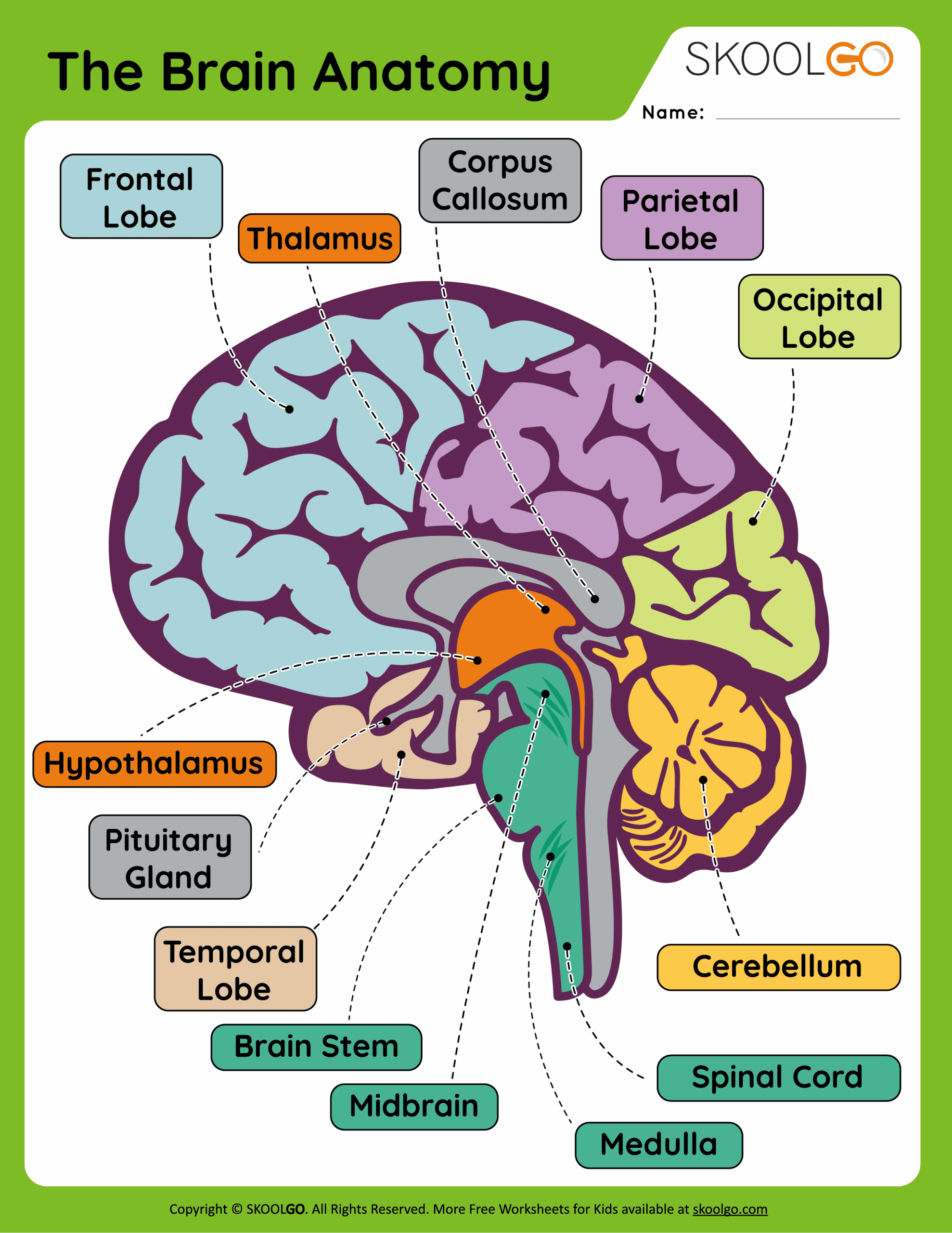 Printable Brain Labeling Worksheet